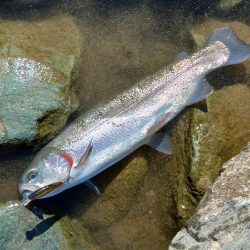 １投目で６６ｃｍ